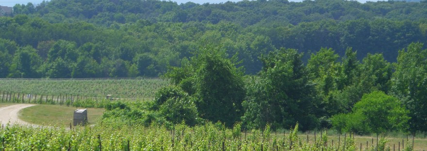 Grand Traverse vineyard