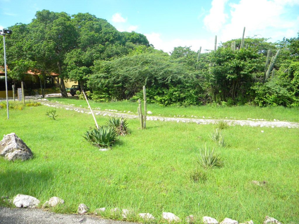 Cacti all around the island