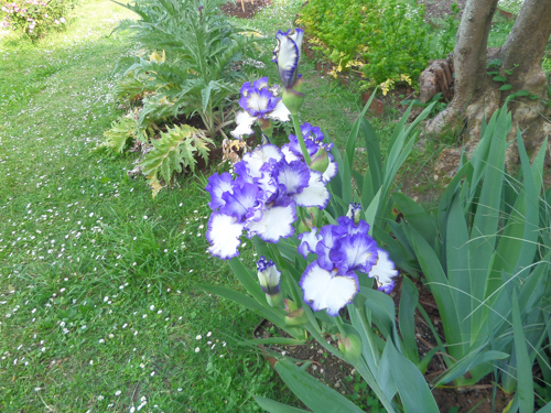 Iris in Bardini Gardens, Florence, Italy