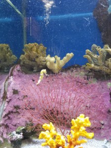 Belle Isle Aquarium in Detroit