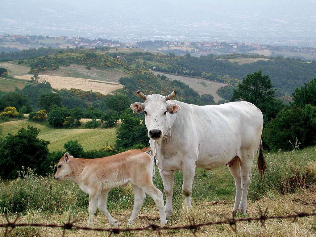 Chianina cow and calf
